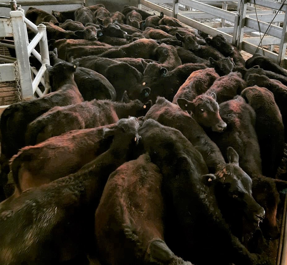 Cattle ready for sale