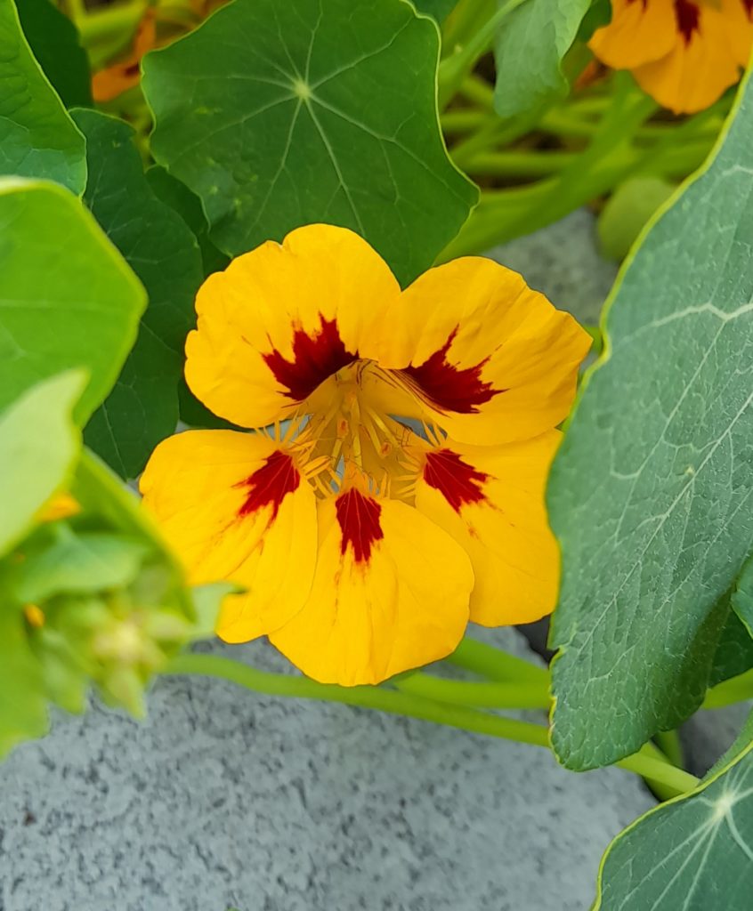 A yellow nasturtium flower