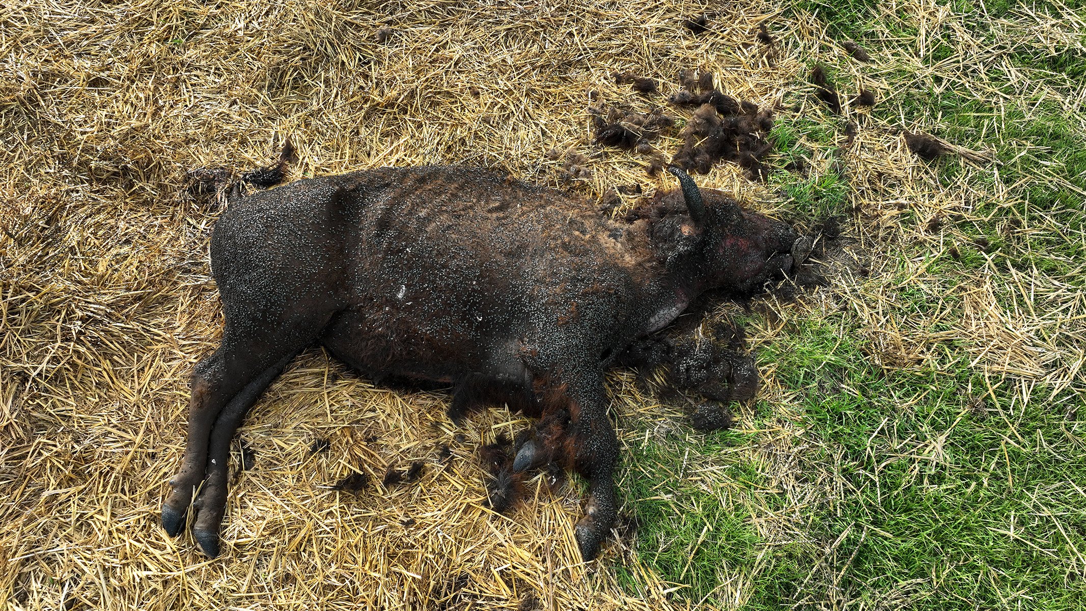 RSPCA Removes Bison; Dead Bodies Left In Paddock