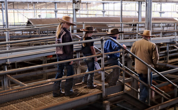 Yarding of 1900 head at NRLX cattle sales