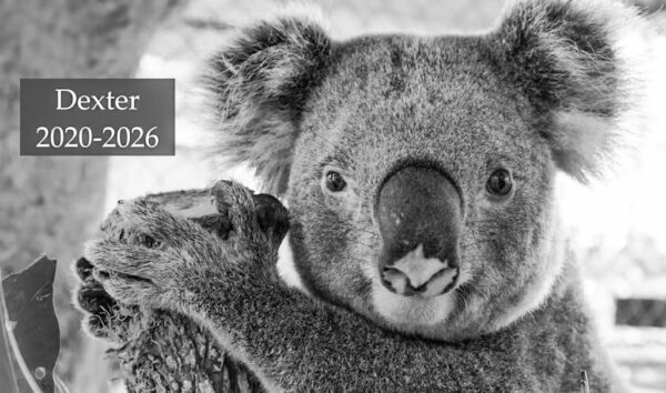 Ten koalas hit by cars in four days: Koala hospital vet’s urgent plea