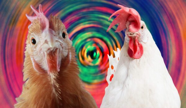 Feeling cocky? This quiz could make you run around like a chook with its head cut off